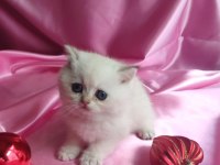 British shorthair yavru 1 aylık