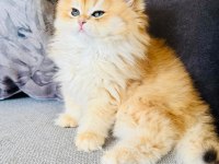 GOLDEN BRİTİSH LONGHAIR SAFKAN