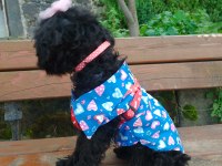 Toy poodle
