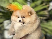 Orjinal Pomeranian Boo 