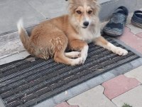 Yavru kırma collie ÜCRETSİZ