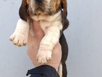 Harika maske beagle bebekler