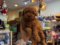 IRK VE SAĞLIK GARANTİLİ KORE TOY POODLE YAVRULARIMIZ