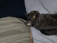 Sevecen kucak delisi exotic shorthair