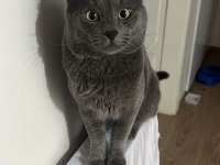 British shorthair kedisi