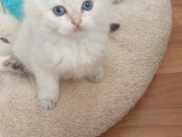 Beyaz scottish fold kedimiz