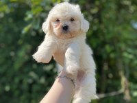 Erkek dişi mevcut köpekler