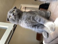 Scottish Fold Ve British Fold Yavrular