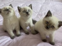 SAFKAN BRITISH BLUE POİNT YAVRU