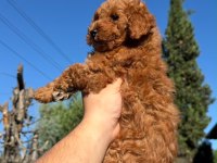 Toypoodle Dişi Erkek 