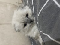 Scottish fold blue point long hair 0 kulak