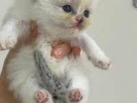 SAFKAN RAGDOLL BEBEKLER
