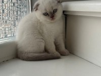 Yeni doğmuş minik british shorthair yavrular