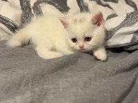 Eğitimleri tam yeni yuvasına hazır kedimiz