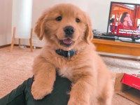 Iyisi değil en iyisi golden kapıda ödeme mevcuttur