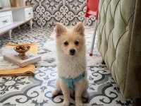 Pomeranian Spitz