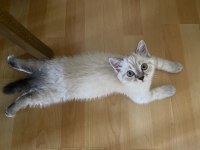 4 aylık dişi british shorthair