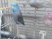 12 aylık çift forpus papağanı