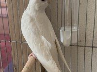 Yavru sultan papağanı albino