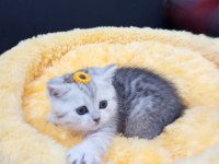 Safkan Dik Ve Düşük Kulak Yavru Kediler Catteryden
