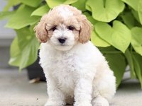 Dunyanın en zeki dizayn ırkı labradoodle F1B