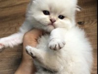 Muhteşem Safkan British Longhair ve British shorthair yavru