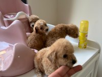 Kilo Garantili Toypoodle 