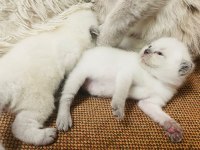 Safkan Scottish Fold