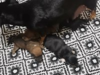 Minyatür pinscher