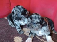 Egzotik Renk Merle Pug Mops Bebekler