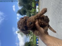 Yavru teslime hazır Toy Poodle