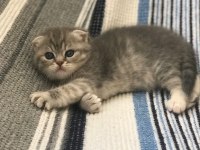 Scottish fold dişi yavru kedimiz rezerve edilebilir