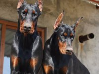 DOBERMAN AVRUPA N