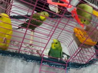9 Adet Yavru Muhabbet Kuşu