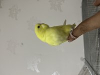 Bebek Muhabbet Kuşu Nokta Hatasız Sarı