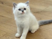 SECERELİ RAGDOLL YAVRULARI