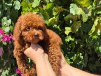 Red toy poodle yavrularımız
