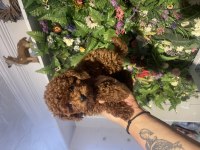 Poodle akademi sağlıklı