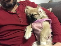 Dişi köpeğimiz 3.5 yaşında kızımız
