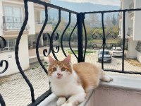 Kedimiz leo kendine yeni yuva arıyor