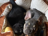 FRENCH BULLDOG BLUE TAN YAVRU