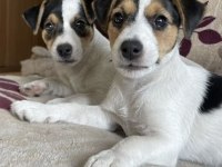 Yavru jack russell