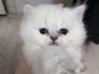 British Longhair Erkek (Açıklamayı Okuyunuz)