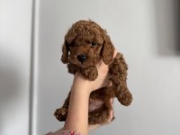 TOY POODLE KÖPEĞİMİZ