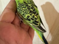 36 GÜNLÜK RENK GÜZELİ MUHABBET KUŞU BEBEK