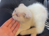 Kırık kulak beyaz british shorthair yavrumuz
