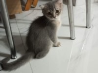 Scottish fold yavrularımız