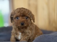 Show kalite poodle yavrularımız