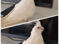 Bebek Albino Sultan Papağanı Pamuk Evcil Ev üretimi