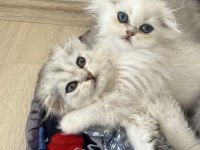 scottish fold ve straight bebeklerim 65 günlük oldular